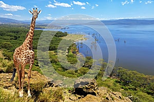 Close giraffe in National park of Kenya