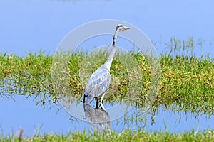 Close gray heron