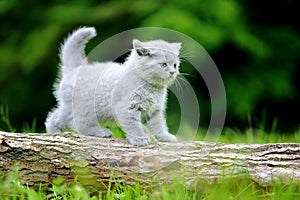 Close gray kitten on tree