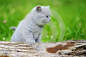 Close gray kitten on tree