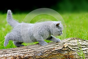 Close gray kitten on tree