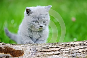 Close gray kitten on tree