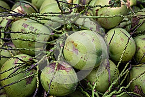 Close green coconut bunch