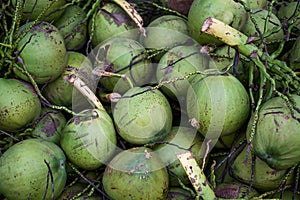 Close green coconut bunch