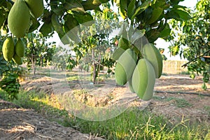 Close the green mango fruit in the orchard. Tropical fruits of Thailand