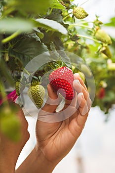Close-hand Asian woman using scissors to Cutting Stem Of fresh ripe strawberries in the organic farm