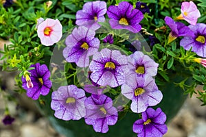 Close of of a hanging basket of multi colored Calibrachoa