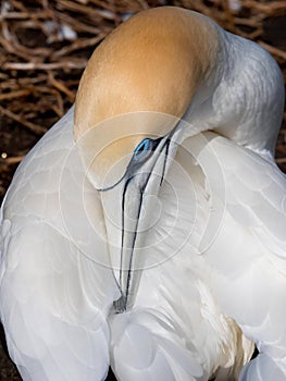 A close head shot of an Australasian Gannet (morus serrator) preening. Striking beak and blue eye.