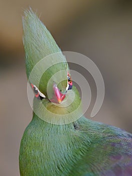Close head shot of a Guinea turaco, scientific name Tauraco persa photo