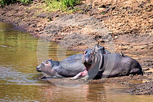 Close hippo or Hippopotamus amphibius by water