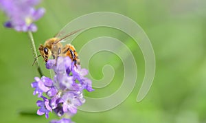 Honey bee on a lavender flower on green background