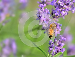 honey bee on lavender flower on green background