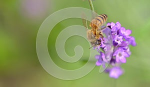 Honey bee on lavender flower on green background