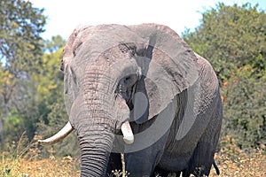 CLOSE IMAGE OF AN AFRICAN ELEPHANT IN AN AFRICAN LANDSCAPE