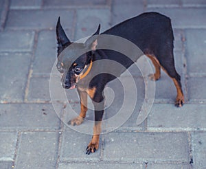 Close image of beautiful toyterrier. Funny toy terriers dog.