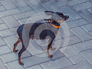 Close image of beautiful toyterrier. Funny toy terriers dog.
