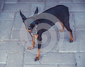 Close image of beautiful toyterrier. Funny toy terriers dog.