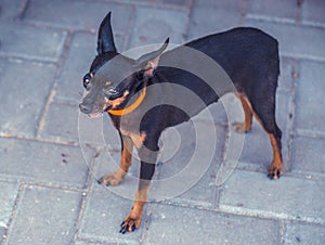 Close image of beautiful toyterrier. Funny toy terriers dog.