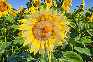 Close image of blooming sunflower