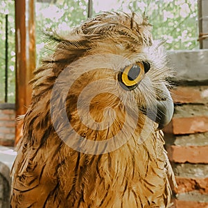 close image of buffy fish owl