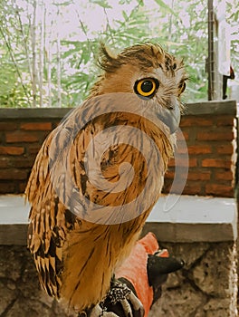 malay fish owl