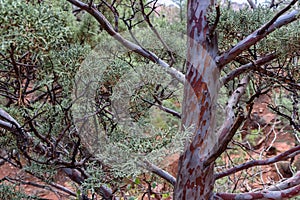 Juniper Tree Textures