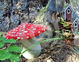 Fairy or Gnome Fantasy Garden Mushroom and Little Red House