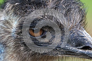 Close image of the head of a Rhea with eye as central point.