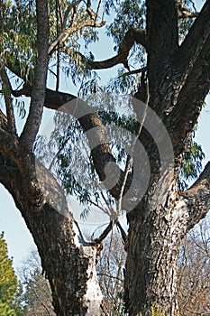 CLOSE IMAGE OF TALL TREE