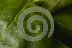 Close leaf of baby spinach