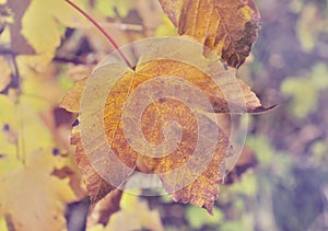 Leaf of a plane tree with autumnal color