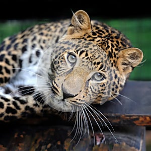 Close leopard portrait