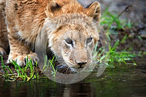 Close Lion cub drink water in savannah of National park of Kenya, Africa