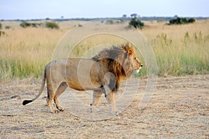 Close lion in National park of Kenya