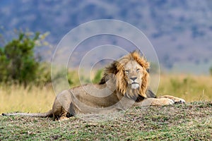 Close lion in National park of Kenya