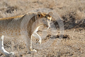 Close lion in National park of Kenya