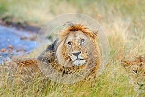 Close lion in National park of Kenya