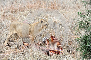 Close lion in National park of Kenya