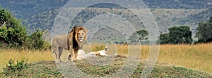 Close lion in National park of Kenya