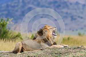 Close lion in National park of Kenya