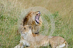 Close lion in National park of Kenya