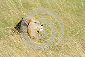 Close lion in National park of Kenya