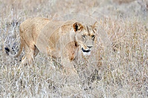 Close lion in National park of Kenya