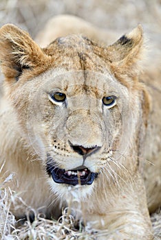 Close lion in National park of Kenya