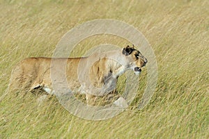 Close lion in National park of Kenya