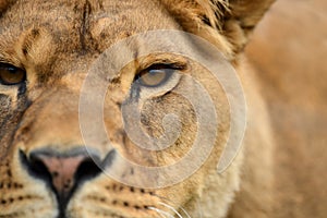 Close lion portrait