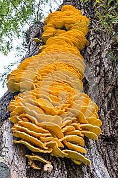 Close look on bracket fungus Laetiporus sulphureus on a tree