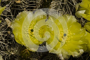 A close look at a cactus all happy yellow green