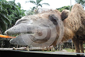 A close look of a camel chewing carrot in Taman Safari, Bogor, Indonesia