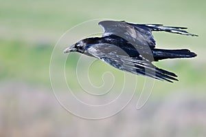 Close Look at Common Raven Flying Through the Sky